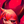 Coffeebug's profile image