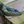 TealLizard's profile image