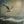 calm-silver-bird's profile image
